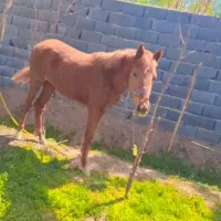 اسب عرب کورد|اسب و تجهیزات اسب‌سواری|شریف‌آباد, |دیوار