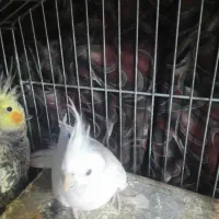 یک جفت عروس هلندی درجه یک|پرنده|برخوار, |دیوار