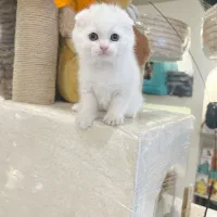 اسکاتیش سفید اصل