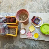 تعدادی گل و گلدان|گل و گیاه طبیعی|شاهین‌شهر, فدک|دیوار