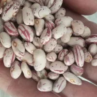 لوبیا چیتی تابستانه