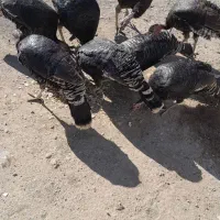 بوقلمون وغاز طبیعی|حیوانات مزرعه|ارشق, |دیوار