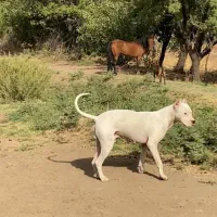 سگ شکارچی|سگ|الوند, |دیوار