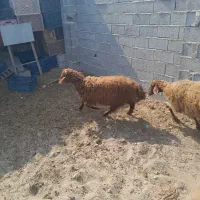گوسفند بره زیر 30 کیلو کیلویی 670