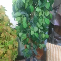 درختچه|گل مصنوعی|بندر ماهشهر, |دیوار