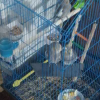 عروس اصیل رام مولد|پرنده|ایرانشهر, |دیوار