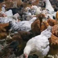 مرغ ـ بومی 8ماهه  تخم گذار درصد بالا تضمین شده|حیوانات مزرعه|نجف‌آباد, قلعه سفید|دیوار