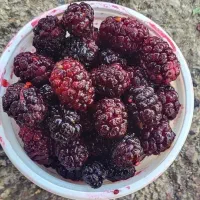 شاتوت سیاه کیلویی