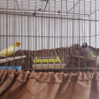 جفت فنج گلدین مولدباقفس