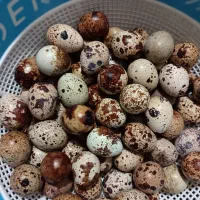 تخم بلدرچین تازه