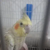 عروس هلندی مرواریدی نر