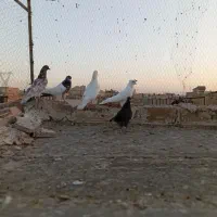 کفتر گرفتنی|پرنده|قم, علی آباد سعدگان|دیوار
