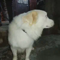 سگ‌اشپیتز 2ساله