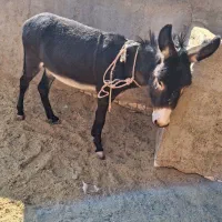 الاغ نر|حیوانات مزرعه|کویرات, |دیوار