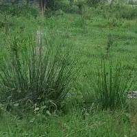 450 متر زمین مسکونی در روستای زیبای پشتیر
