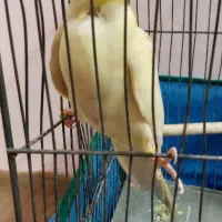 عروس هلندی‌|پرنده|اصفهان, دوطفلان|دیوار
