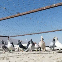 کفتر درجه یک روزگاری|پرنده|مرودشت, قانون|دیوار