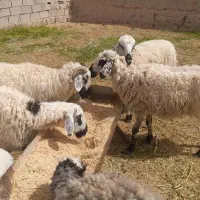 میش بره دار