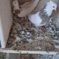 ۲۰ عدد کبوتر ۸ عدد کله دار ۱۲ عدد طوقی