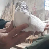 کبوتر|پرنده|نهاوند, |دیوار