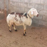 قوچ پلنگی زانوزن