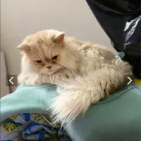 گمشده*