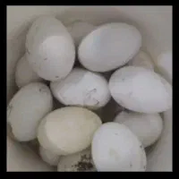 تخم غاز دورگه نطفه دار