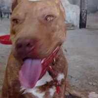 واگذاری پیت بول تریر خالص