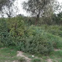 فروش زمین کاربری تجاری گلخانه جهانگردی و گردشگری|فروش زمین و ملک کلنگی|لاهیجان, کوی خزر|دیوار