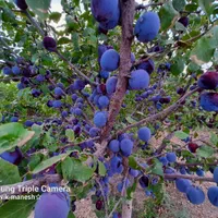 باغ باغشن زبرخان نیشابور|فروش زمین و ملک کلنگی|مشهد, شهرآرا|دیوار