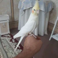عروس هلندی نر