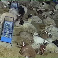 فروش 400 بره عربی درشت همه شاخن گوسفند خوش هیکل