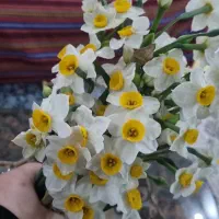 دسته گل نرگس