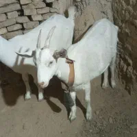 دو عدد غیریت سانن|حیوانات مزرعه|میبد, |دیوار