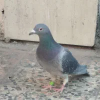 کبوتر پلاکی|پرنده|ایذه, |دیوار