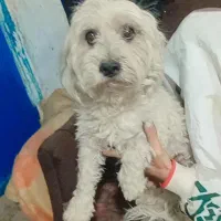 سگ پاکوتاه حرف گوش کن 2عدد|سگ|سمنان, |دیوار