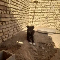 سگ قدرجونی|سگ|مبارکه, |دیوار