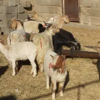 گوسفند|حیوانات مزرعه|حاجی آباد, |دیوار