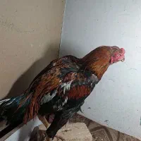 لاری|حیوانات مزرعه|قرچک, شهرک الحدید|دیوار