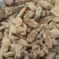 ثعلب خرد و درشت