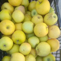 سیب|خوردنی و آشامیدنی|شیروان (خراسان), |دیوار
