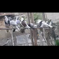 کبوتر زاغ و تعدای پرشی ساعت سنگین مهرتیر ماه|پرنده|مرزیکلا, |دیوار