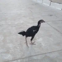 جوجه لاری اصل