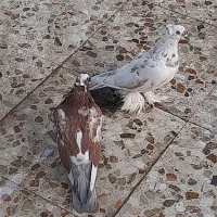 کبوتر پاپر کاکلی|پرنده|خمینی‌شهر, |دیوار