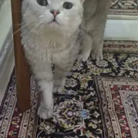 گربه اسکاتیش