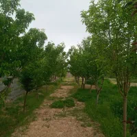 ویلا-باغ-معین-اباد-سد-کارده-کلات