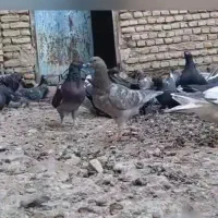 کبوتر|پرنده|کرخه, |دیوار