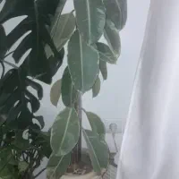 گل فیکوس ابلغ