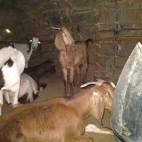 بز پاکستانی دوقلو زا|حیوانات مزرعه|حور, |دیوار