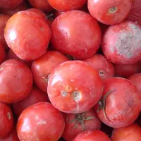 گوجه خوب سرولایت